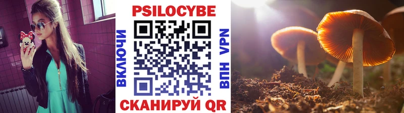 Купить  Карасук  Галлюциногенные грибы Psilocybine cubensis 